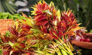 香椿没有焯水吃了会中毒吗 香椿没焯水吃了会中毒吗