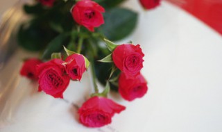 五月份开什么花（五月份开什么花特别香）