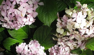 绣球花 绣球花的养殖方法和注意事项