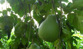 柚子树的种植技术有哪些（柚子树的种植技术和管理）