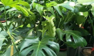 龟背竹怎么修剪（龟背竹怎么修剪根部）