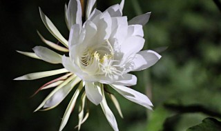 昙花为什么只能一现（昙花为何只能一现）