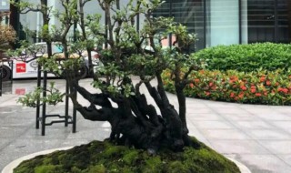 黑骨茶盆景怎么养（黑骨茶盆景怎么养护视频）