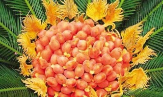 铁树开花吗 你在等什么等乌鸦说情话吗等铁树开花吗
