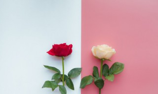 66朵白玫瑰花语 36朵白玫瑰花语是什么