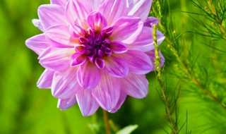 盆栽大丽花的养殖方法（盆栽大丽花的养殖方法和注意事项冬季）