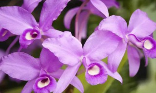 卡特兰的花语（卡特莱兰花花语）