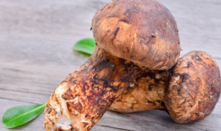 松茸哪三类人不能吃 松茸哪些人不能吃