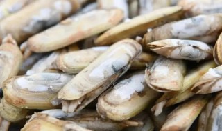 什么样的蛏子不能吃 蛏子哪些不能吃