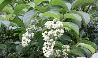 雷公藤的营养价值（雷公藤的作用有哪些）