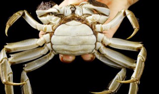 大闸蟹蒸熟了冷冻十天还能吃吗 大闸蟹能蒸熟放急冻过几天吃吗