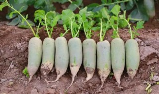 沙窝萝卜黑心是怎么回事 沙窝萝卜黑心了能吃吗