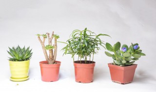 植物的茎是指哪个部位（植物的茎是指哪里）