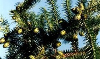 如何区分裸子植物的5个纲植物（裸子植物分几个纲）