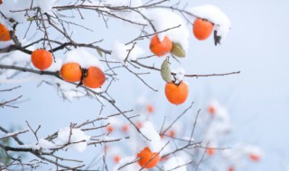 火晶柿子上市时间 火晶柿子产地在哪里
