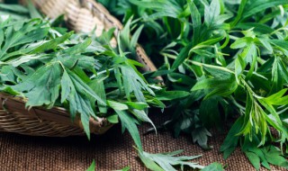 植物的叶由什么构成 植物的叶一般由什么构成