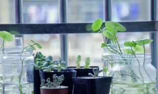 植物的顶端优势指的是什么 当植物表现出顶端优势