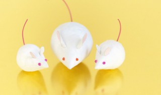 梦到成群的老鼠是什么意思 梦见成群的老鼠