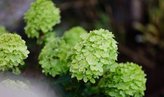 植物的蒸腾作用在什么条件下进行（植物的蒸腾作用在什么条件下进行生长）
