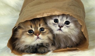 女人梦见猫吓醒预示着什么 女人梦见猫被吓醒是什么预兆