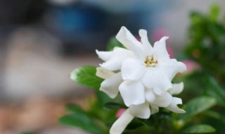 茉莉花与栀子花的区别方法（栀子花与茉莉花怎么区分）