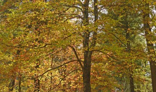 银杏树叶子变黄了怎么办（银杏树的叶子怎么变黄）