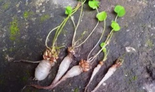 三叶草水晶萝卜的功效有哪些（三叶草底下的水晶萝卜可以吃吗）