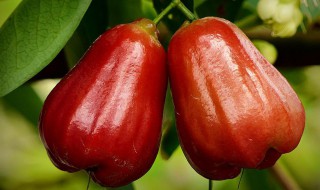 莲雾糖分高吗（莲雾果糖分高吗）