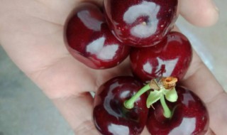 车厘子黑一点好还是红一点好 车厘子是黑的好吃还是红的好吃