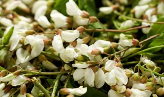 槐花的营养价值（槐花的营养价值有多高）