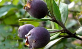 乌饭子的营养价值 乌饭有什么营养价值