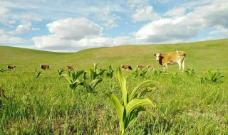 藜芦的营养价值 哪些食物含有藜芦成分