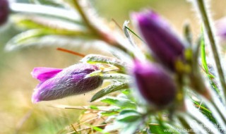 白头翁的营养价值 白头翁鸟的营养价值