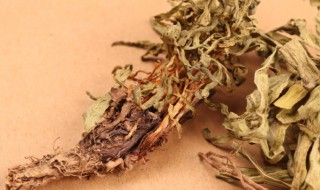 甘松的营养价值 甘松的用处