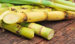 青皮甘蔗的功效与作用是什么（黄皮甘蔗的功效与作用是什么）