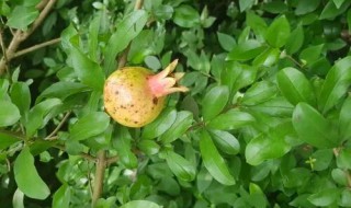 石榴叶的功效与作用是什么 石榴石榴叶的功效与作用