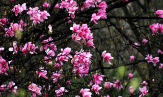 辛夷的营养价值 辛夷的主要功效