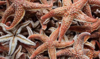 海星的营养价值 海星的营养价值和食用方法
