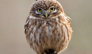 猫头鹰是国家二级保护动物吗（猫头鹰是二级保护动物吗?）