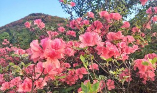 杜鹃花是什么季节开的 杜鹃花是什么季节开的?是几月?
