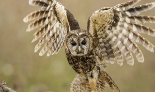 灰林鸮是夜行动物吗 雪鸮是夜行动物吗