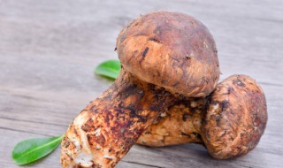 松茸是蘑菇的一种吗（松茸跟蘑菇有什么区别）