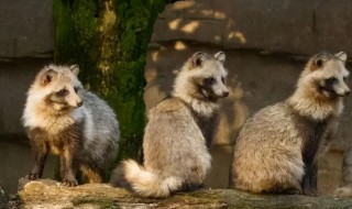 貉是保护动物吗 人工养殖貉是保护动物吗