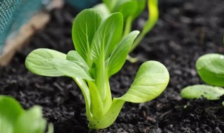 寒露种植什么蔬菜 寒露有什么蔬菜