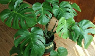 龟背竹叶子发黄怎么办(龟背竹叶子发黄怎么办?)