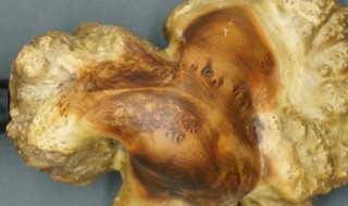 麻梨疙瘩是什么树（麻梨疙瘩是什么树长什么样子）