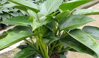 金钻如何过冬（冬季怎么养金钻）