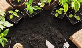 月季换盆注意事项(盆栽月季换盆有技巧)