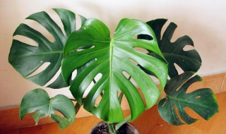 龟背竹怎么养护最好 龟背竹怎么养才好