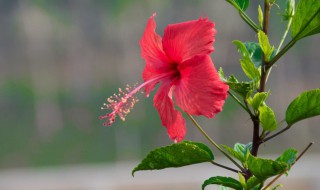 扶桑花的繁殖方法（扶桑花的栽培繁殖方法）